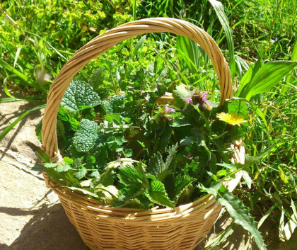 Corso sulle erbe spontanee