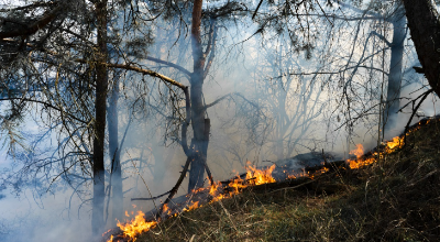 immagine incendi boschivi
